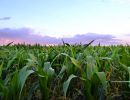 mile high farm scene corn husks