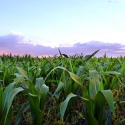 mile high farm scene corn husks