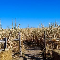 mile high farm scene corn maze