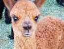 mile high farms baby alpaca