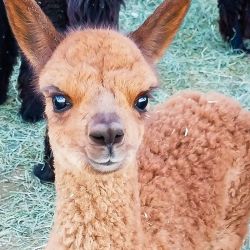 mile high farms baby alpaca