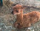 mile high farms baby alpaca cinnamon