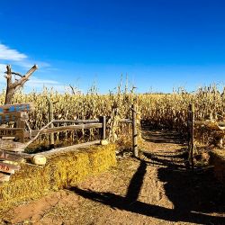 mile high farms colorado corn maze entrance