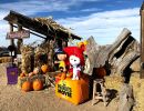 mile high farms colorado pumpkin sales