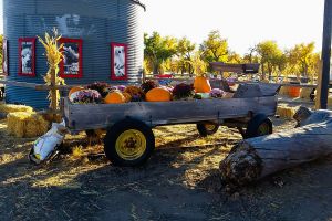 mile high farms colorado pumpkin tractor