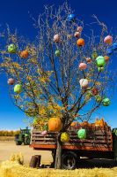 mile high farms colorado pumpkin tree