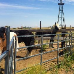 mile high farms horses gipsy