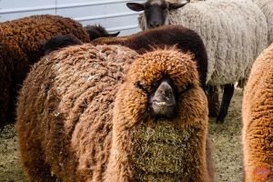 Mile High Farms Colorado 2020 38