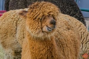 Mile High Farms Colorado 2020 39