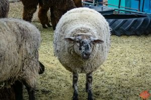 Mile High Farms Colorado 2020 40