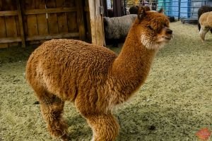 Mile High Farms Colorado 2020 41