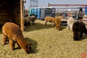 Mile High Farms Colorado 2020 42