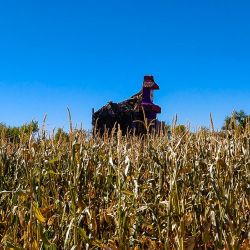 mile high farm scene corn tower