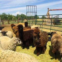 mile high farms alpacas sheep