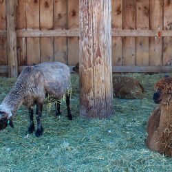 mile high farms baby alpacas