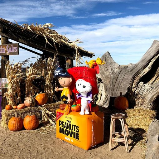 mile high farms colorado pumpkin sales