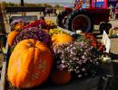 mile high farms colorado pumpkin trailer cbs