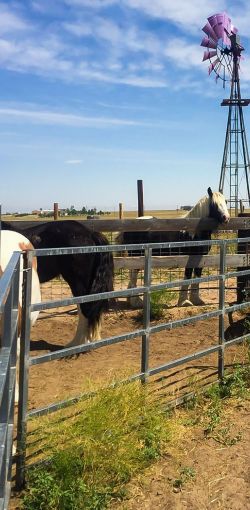 mile high farms horses gipsy