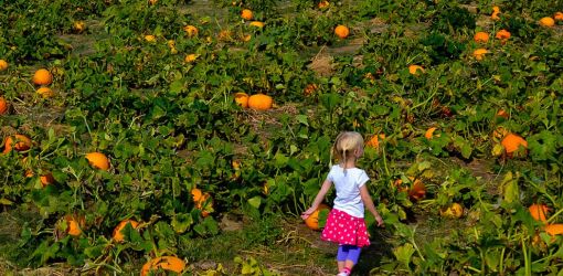 mile high farms pumpkin patch