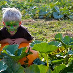 mile high farms pumpkin patch boy