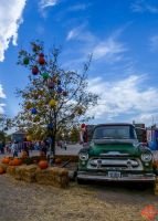 Mile High Farms Colorado 2020 46