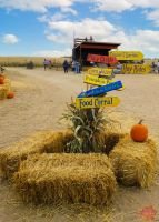 Mile High Farms Colorado 2020 47