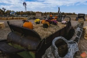 Mile High Farms Colorado 2020 48