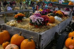 Mile High Farms Colorado 2020 52