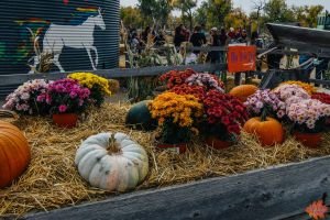 Mile High Farms Colorado 2020 54