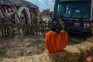 Mile High Farms Colorado 2020 56