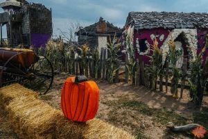 Mile High Farms Colorado 2020 57