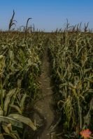 Mile High Farms Colorado 2020 60