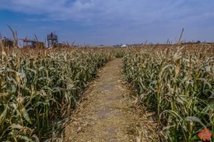 Mile High Farms Colorado 2020 61