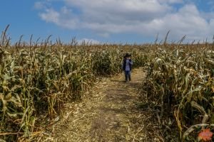 Mile High Farms Colorado 2020 62