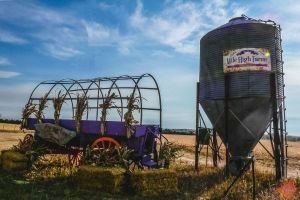 Mile High Farms Colorado 2020 64