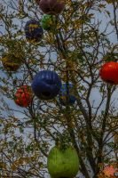 Mile High Farms Colorado 2020 65