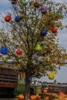 Mile High Farms Colorado 2020 66