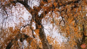 Mile High Farms Colorado 2020 70