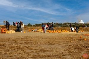 Mile High Farms Colorado 2020 75
