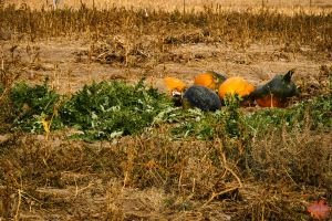 Mile High Farms Colorado 2020 76