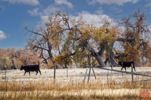Mile High Farms Colorado 2020 80