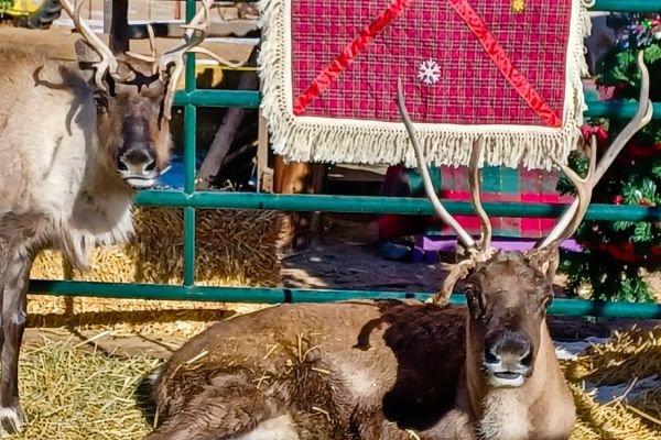 milehighfarms winterfestival 2021 33