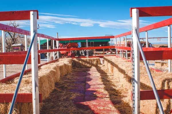 milehighfarms winterfestival 2021 37