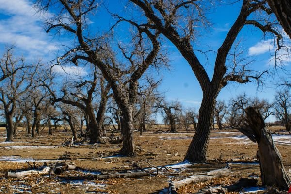 milehighfarms winterfestival 2021 43