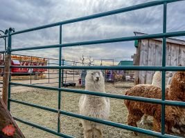 mile high fall festival 2021 23