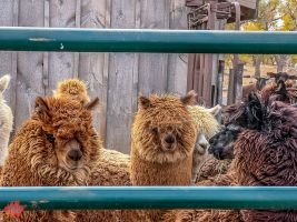 mile high fall festival 2021 24