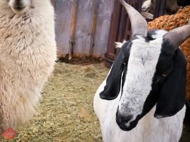 mile high fall festival 2021 27