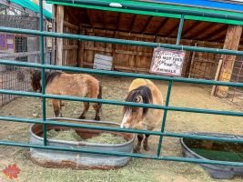 mile high fall festival 2021 29