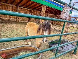 mile high fall festival 2021 30