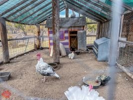 mile high fall festival 2021 36